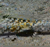 Shelving Beach Dive Site - Schoolies Week Accommodation