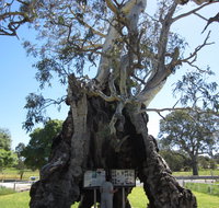 The Herbig Family Tree - Schoolies Week Accommodation