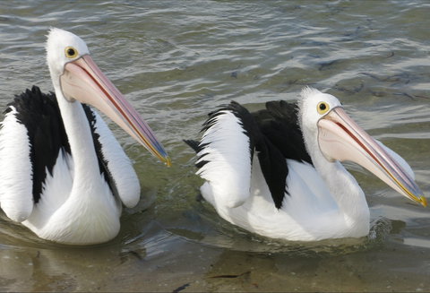 Chinaman Wells - Schoolies Week Accommodation 0