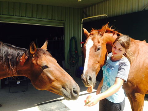 Iris Lodge Alpacas - Schoolies Week Accommodation 0