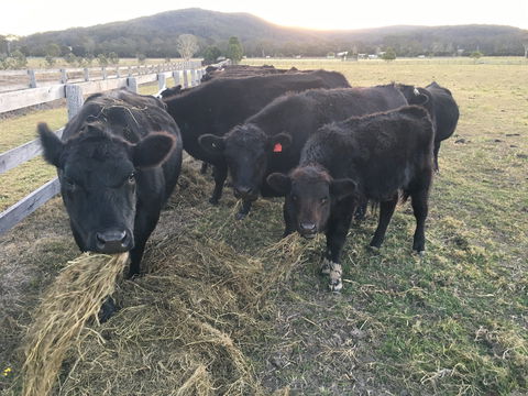 Iris Lodge Alpacas - Schoolies Week Accommodation 1