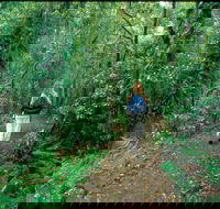 Mount Cougal Springbrook National Park - Schoolies Week Accommodation