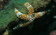 Mudjimba (Old Woman) Island Dive Site - thumb 0