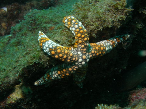 Mudjimba (Old Woman) Island Dive Site - Schoolies Week Accommodation 0