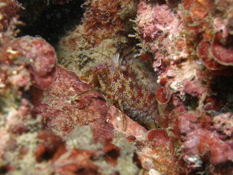 Mudjimba (Old Woman) Island Dive Site - Schoolies Week Accommodation 2
