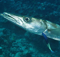 Norman Reef Dive Site - Schoolies Week Accommodation