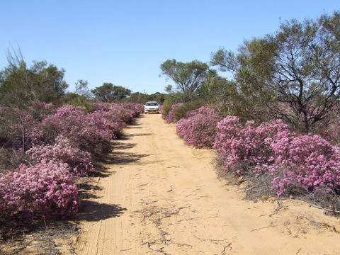 Reynoldson's Flora Reserve - Schoolies Week Accommodation 0