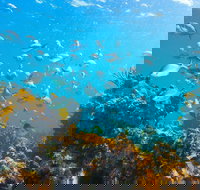 Snorkelling McKenzies Beach - Schoolies Week Accommodation