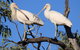 Tumut Wetlands - thumb 2