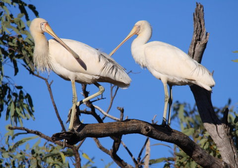 Tumut Wetlands - Schoolies Week Accommodation 2