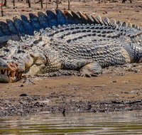 Solar Whisper Daintree River Crocodile and Wildlife Cruise - Schoolies Week Accommodation