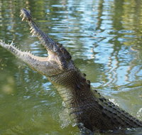 The adventure begins at Hartley's the best crocodile show in Australia - Schoolies Week Accommodation