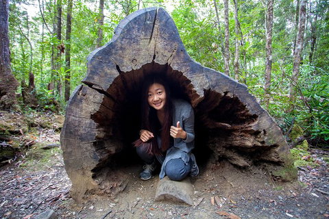 Tahune Airwalk Active Day Trip From Hobart Including Hastings Caves - Schoolies Week Accommodation 5