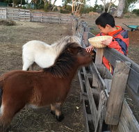 Feed/play with animals and Kayak during hobby farm tour - Schoolies Week Accommodation