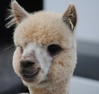 Alpaca Farm Tours with Toffeemont - Schoolies Week Accommodation