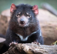Cruise Ship Special from Hobart Richmond and Bonorong Wildlife Park Shuttle - Schoolies Week Accommodation