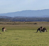Spend a day in one of Tasmania's best wildlife National Park's - Schoolies Week Accommodation