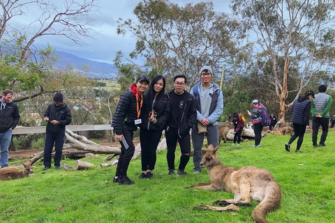 Bonorong Wildlife Volunteer Tour - Schoolies Week Accommodation 1