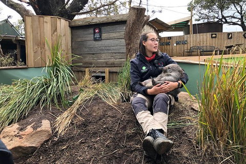 Bonorong Wildlife Volunteer Tour - Schoolies Week Accommodation 5