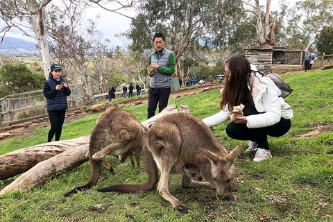 Bonorong Wildlife Volunteer Tour - Schoolies Week Accommodation 3