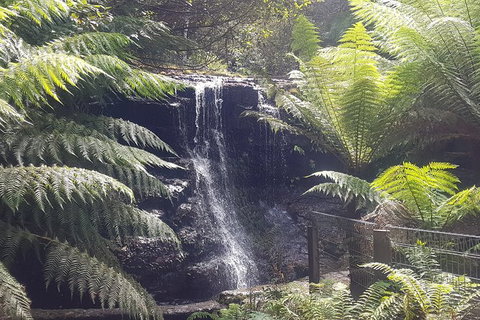 Mt. Wellington Morning Hike + Afternoon Beer & History Walk - Schoolies Week Accommodation 16