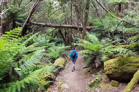 Mt. Wellington Morning Hike + Afternoon Beer & History Walk - Schoolies Week Accommodation 7
