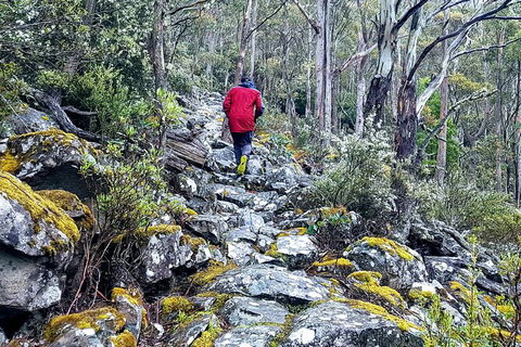 Mt. Wellington Morning Hike + Afternoon Beer & History Walk - Schoolies Week Accommodation 8