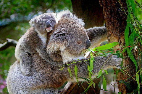 LGBT+ Friendly 9-Hour Great Ocean Road Private Tour - Schoolies Week Accommodation 3