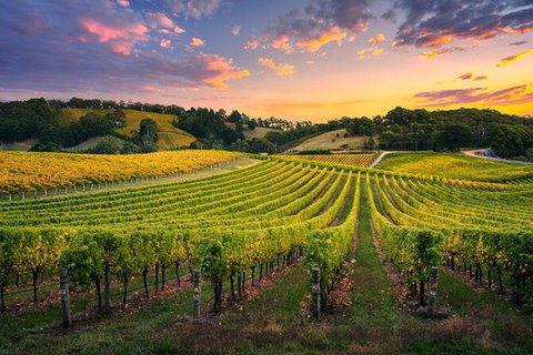 Swan Valley Sunset Wine Tour - Premium Small Group Tour - Schoolies Week Accommodation 0
