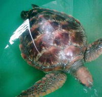 Australian Seabird Rescue - Schoolies Week Accommodation