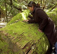 Washpool National Park - Washpool Walk - Schoolies Week Accommodation