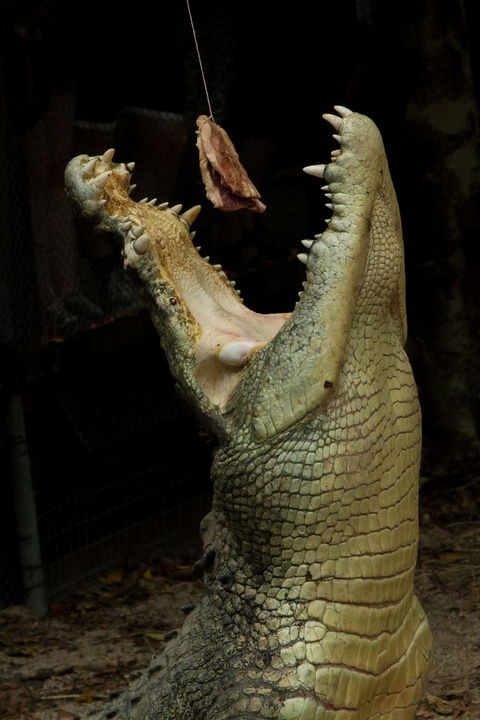 Wildlife Habitat - Schoolies Week Accommodation 4