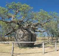 Boab Prison Tree - Schoolies Week Accommodation