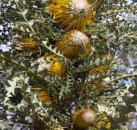 Woylie Walk Dryandra Woodland - Schoolies Week Accommodation