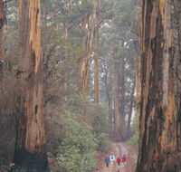 Beedelup National Park - Schoolies Week Accommodation