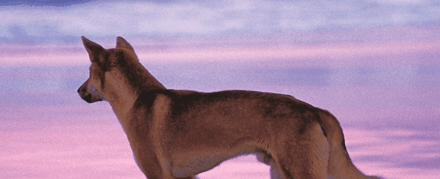 Fraser Coast Discovery Sphere - thumb 1