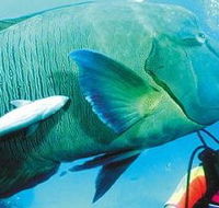 Aristocat Snorkel and Scuba Port Douglas - Schoolies Week Accommodation