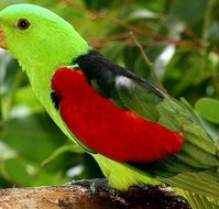 Birdworld Kuranda - Schoolies Week Accommodation