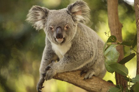Hartley's Crocodile Adventures - Schoolies Week Accommodation 7