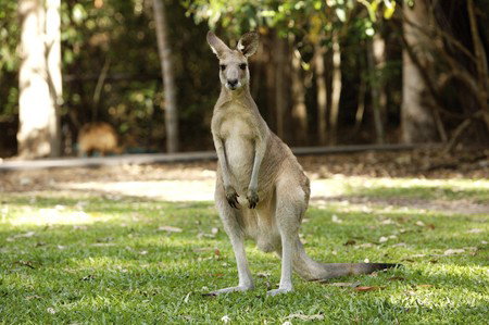 Hartley's Crocodile Adventures - Schoolies Week Accommodation 10