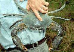 Whitsunday Crocodile Safari - Schoolies Week Accommodation