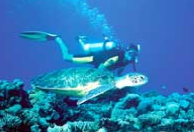 Poseidon Outer Reef Cruises - Schoolies Week Accommodation 1
