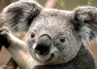 Wildlife Habitat - Schoolies Week Accommodation 0