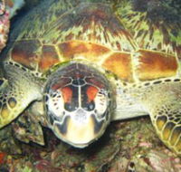 Adrenalin Snorkel and Dive - Schoolies Week Accommodation