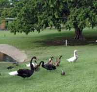 Anzac Park and Ululah Lagoon - Schoolies Week Accommodation