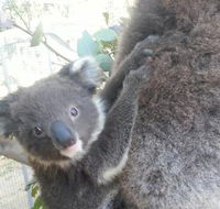 West Oz Wildlife Petting Zoos - Schoolies Week Accommodation