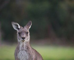 Anglesea Golf Club - Schoolies Week Accommodation 6