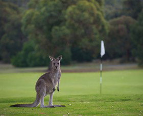Anglesea Golf Club - Schoolies Week Accommodation 0