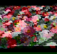 Camellia's Australia National Camellia Show - Schoolies Week Accommodation