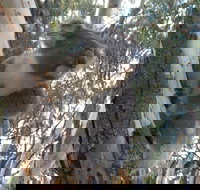 Annual Koala Count - Schoolies Week Accommodation